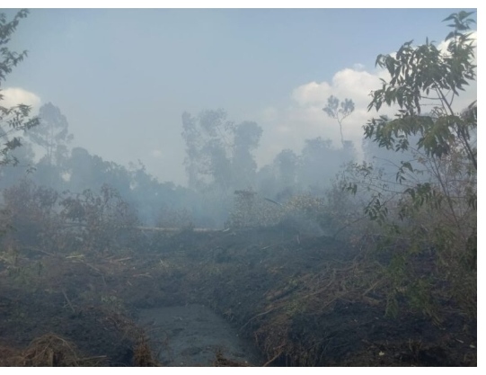 Kebakaran hutan dan lahan terjadi di lahan koperasi Riau Tani Berkah Sejahtera (RTBS)