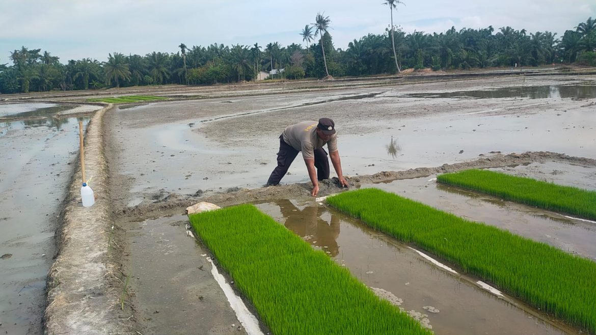 Bhabinkabmas Polsek Medang Deras Tingkatkan Ketahanan Pangan