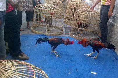 Bungkamnya APH Polsek Rumbai Terhadap Perjudian Sabung Ayam Di Rumbai Barat Pekanbaru