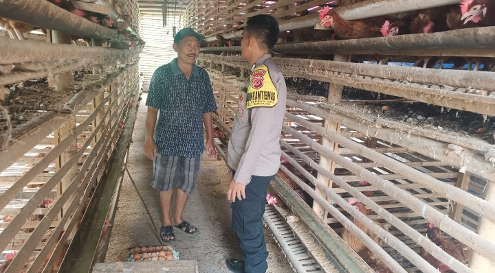 Dukung Ketahanan Pangan, Polsek Sindang Dampingi Peternak Ayam Petelur