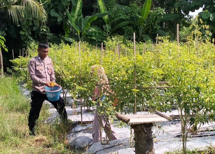 Bhabinkamtibmas Polsek Juntinyuat Hadir di Tengah Warga, Monitoring Ketahanan Pangan