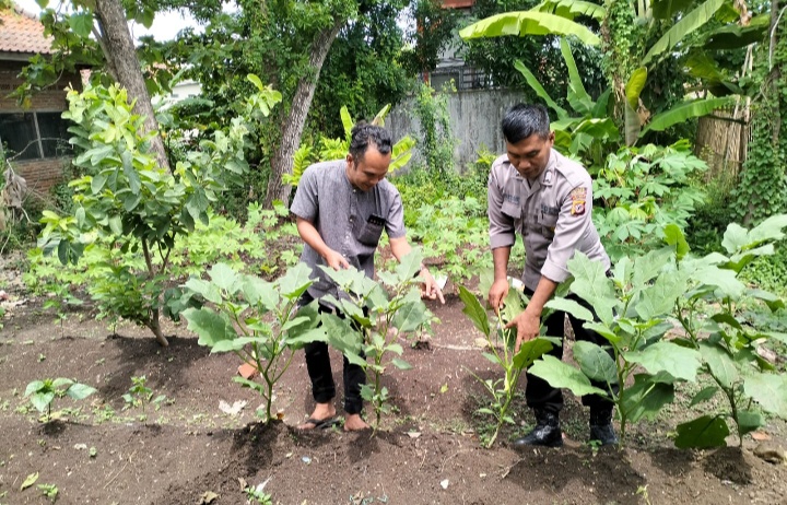 Polsek Juntinyuat Inovatif, Sulap Halaman Jadi Kebun Ketahanan Pangan