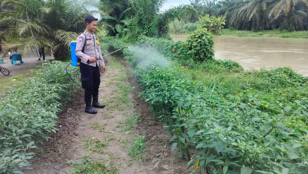 Tingkatkan Ketahanan Pangan, Bhabinkamtibmas Polsek Medang Deras Sambang Masyarakat