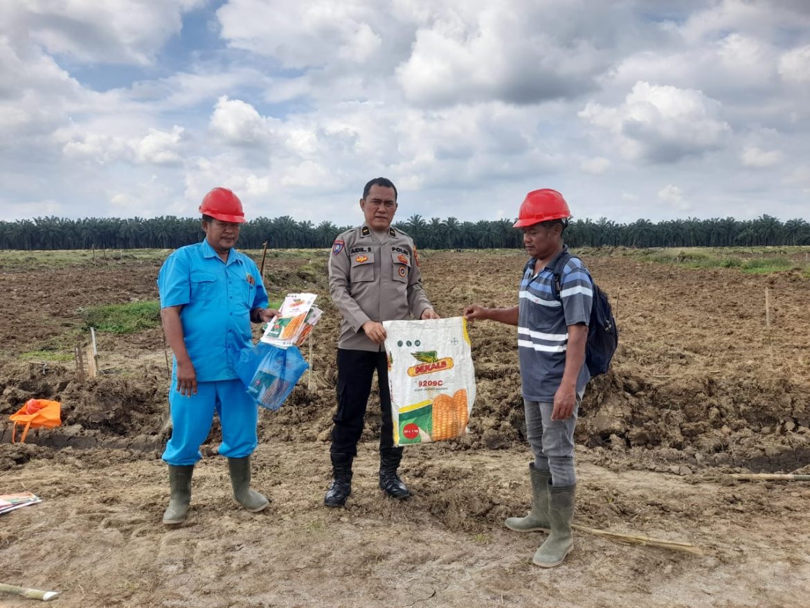 Dukung Ketahanan Pangan, Polsek Lima Puluh Pantau Lahan Jagung di Perkebunan Dolok