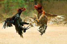 Perjudian Sabung Ayam di Desa Kebulen Meresahkan Masyarakat, Warga Berharap APH Dapat Bertindak