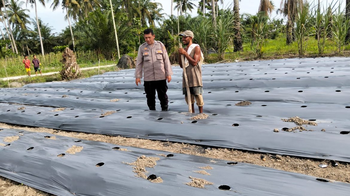 Dukung Ketahanan Pangan, Polsek Medang Deras Dampingi Petani