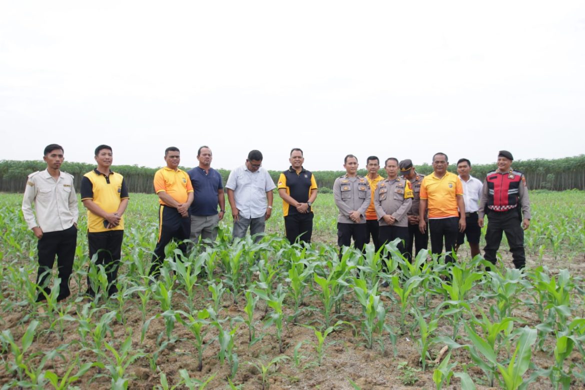 Dukung Asta Cita, Kapolres Sergai Cek Kebun Jagung Ketahanan Pangan