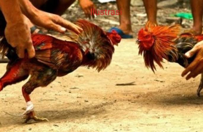 Miris Adu Ayam Di Desa Jambe Meresahkan Masyarakat. Diduga APH Wilayah Setempat Tutup Mata Adanya Arena Perjudian Sabung Ayam”