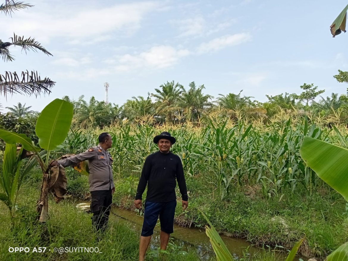 Polsek Indrapura, Melaksanakan Kegiatan Koordinasi serta Pengecekan Lahan ketahanan Pangan