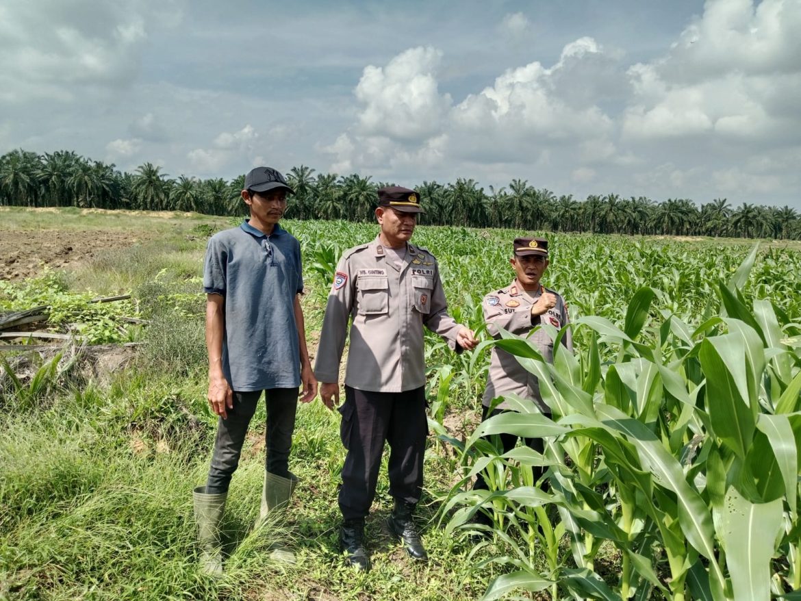 Kasat Binmas Polres Batu Bara Cek Lahan Ketahanan Pangan