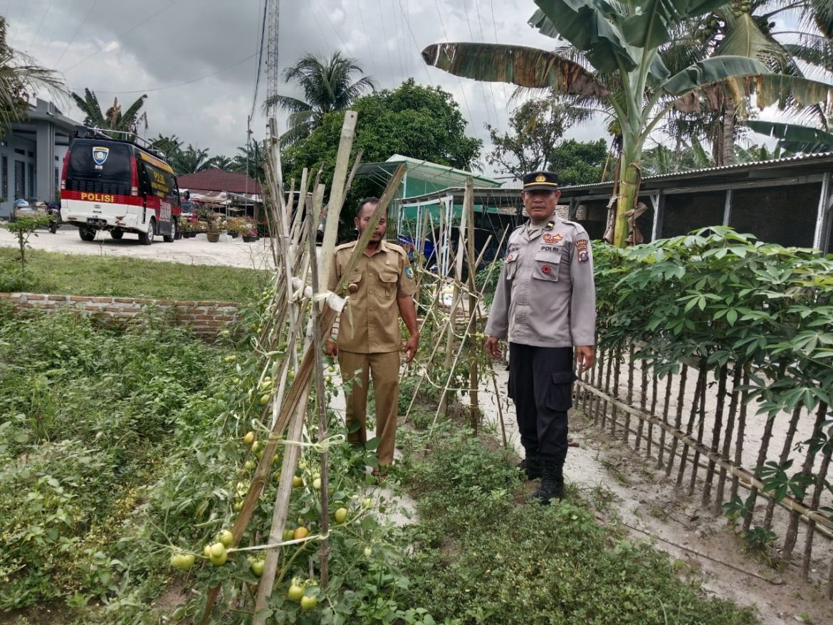Sat Binmas Polres Batu Bara,Giat pengecekan Program Ketahanan Pangan, dan Pemanfaatan Pekarangan