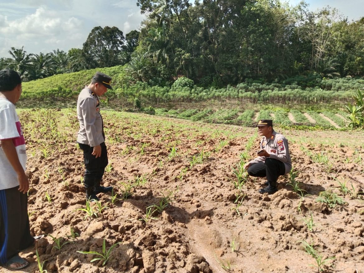 Cek Lahan Jagung, Polres Batu Bara Tunjukkan Komitmen Dukung Progam Ketapang