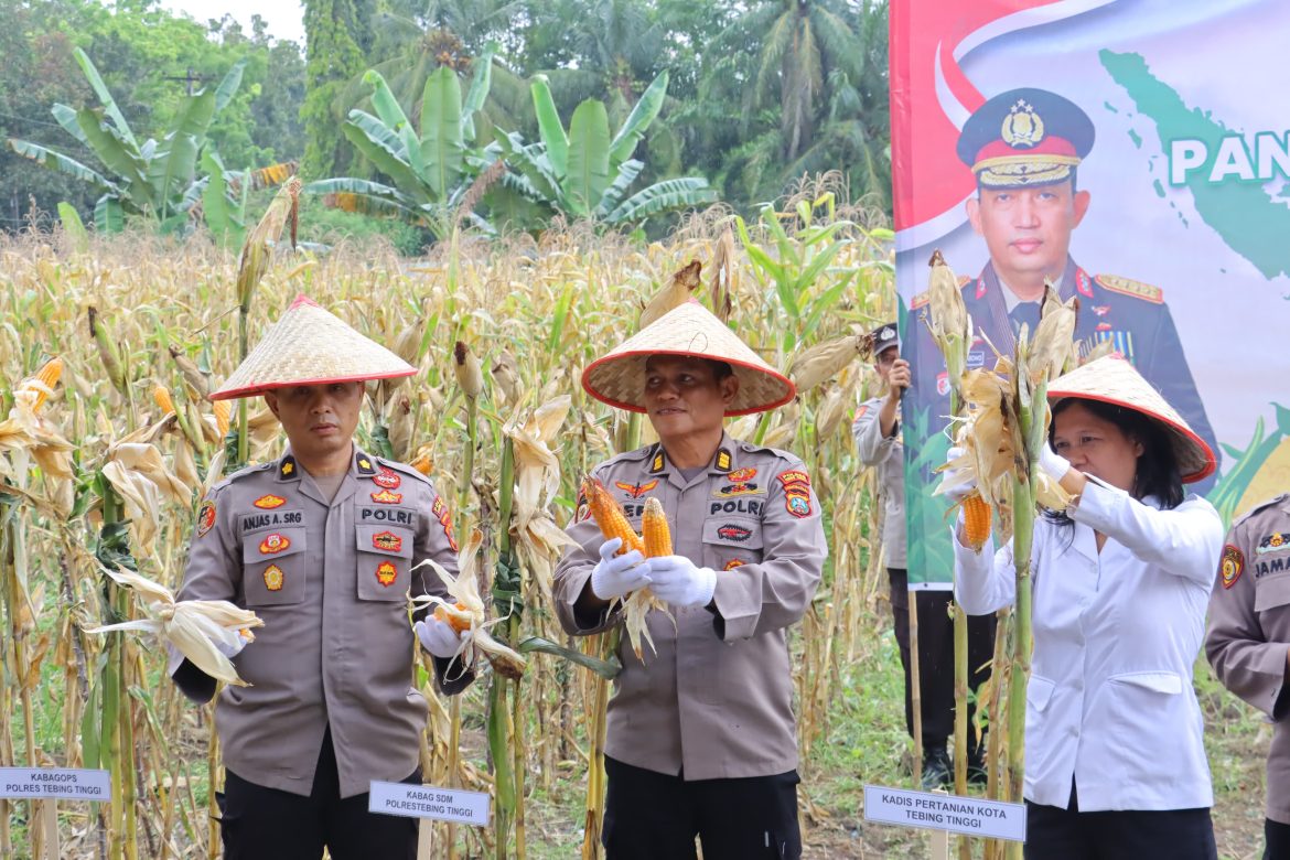 Dukung Ketapang, Kapolres Tebing Tinggi Pimpin Panen Raya Jagung Tahap I