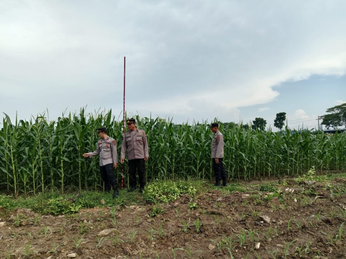Sat Binmas Polres Batu Bara, Melaksanakan Kegiatan Program Ketahanan Pangan dan Pemanfaatan Lahan