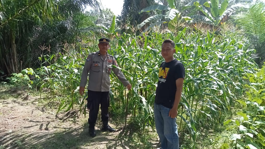 Dukung Asta Cita, Sat Binmas Polres Batu Bara Cek Lahan Ketahanan Pangan
