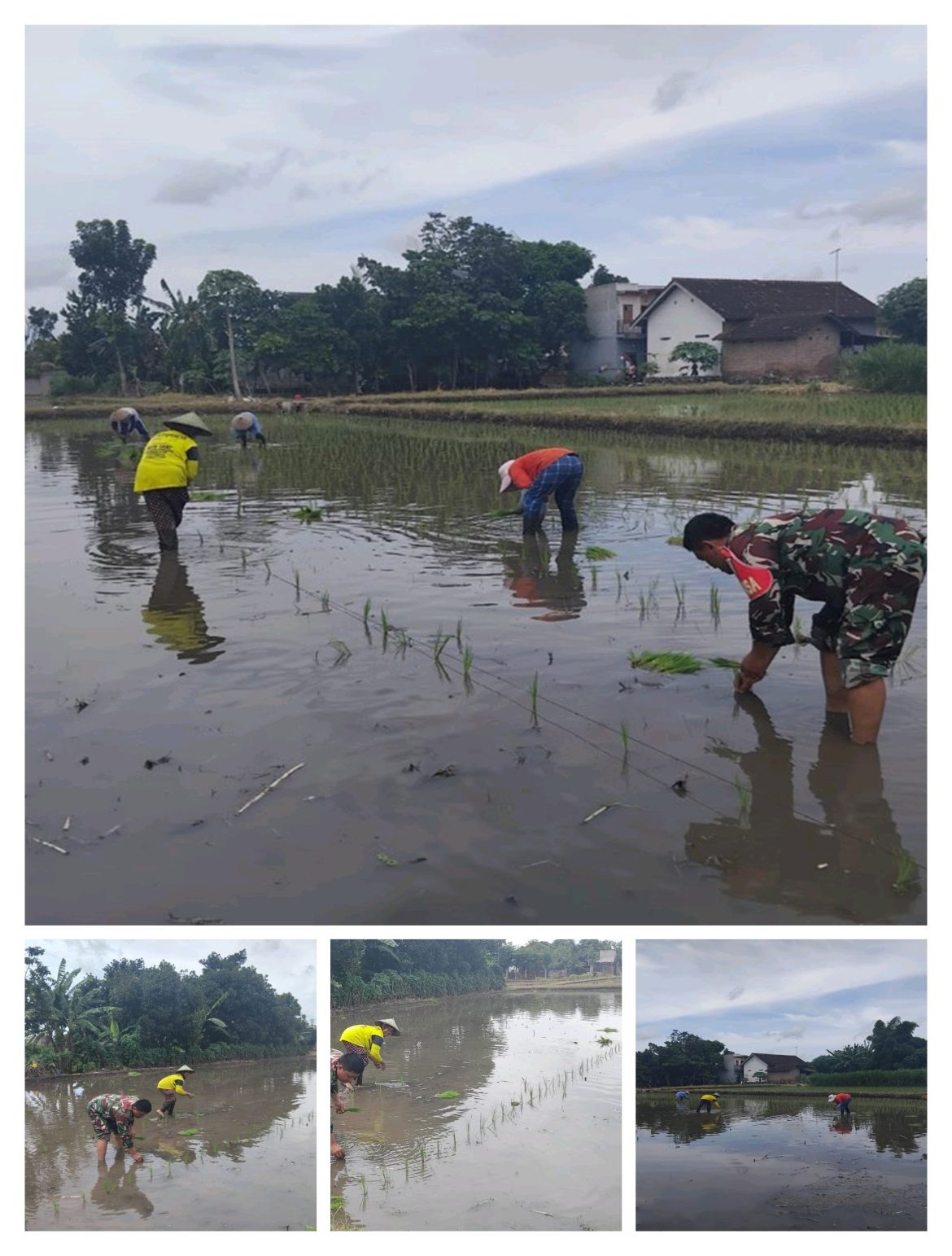 Percepat Masa Tanam, Babinsa Dawuhan Dampingi Petani Tanam Padi