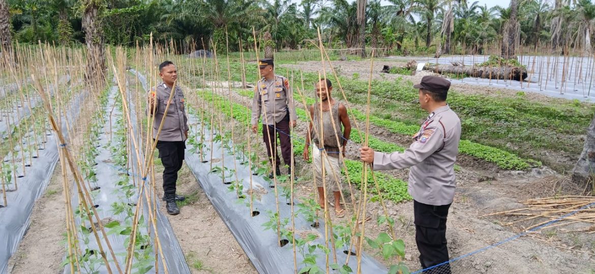 Polsek Medang Deras Koordinasi dan Cek Lahan Ketahanan Pangan