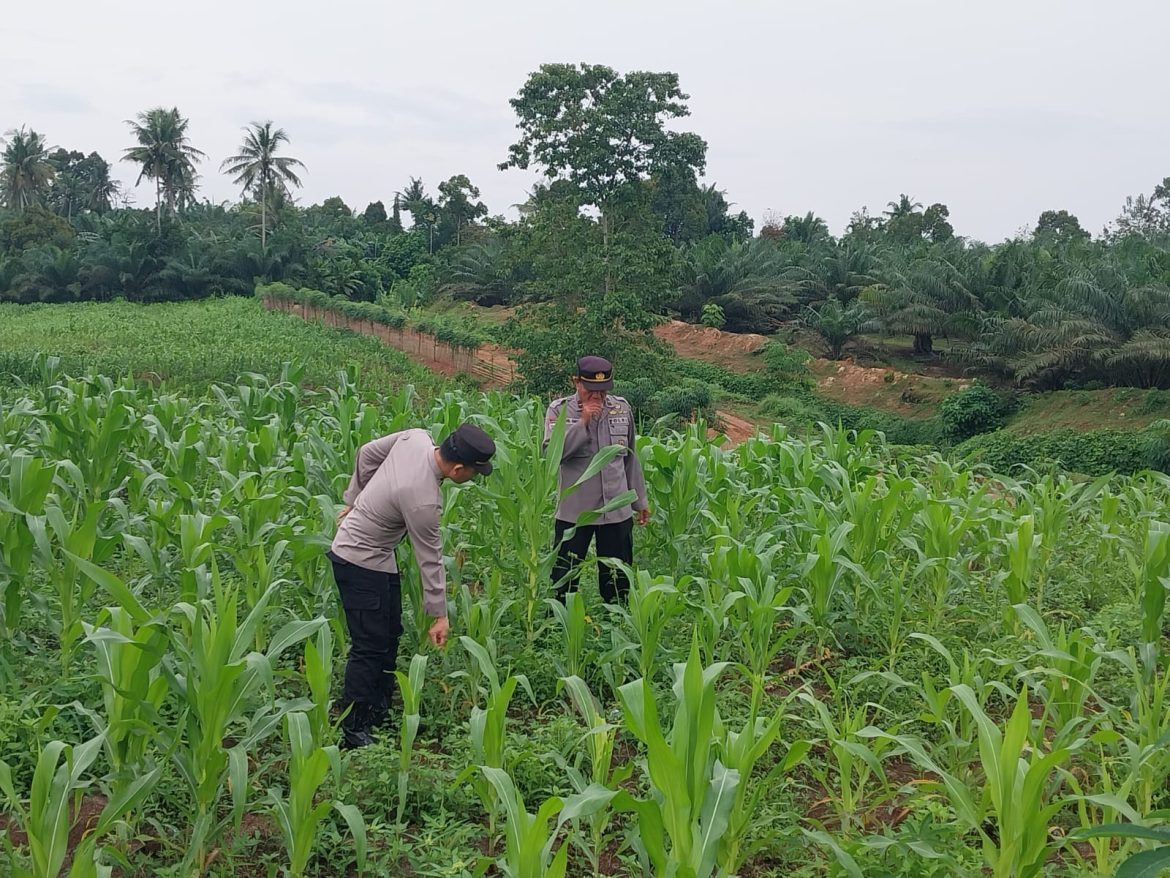 Kasat Binmas Polres Batu Bara Pengecekan Lahan Ketapang Tanaman Jagung