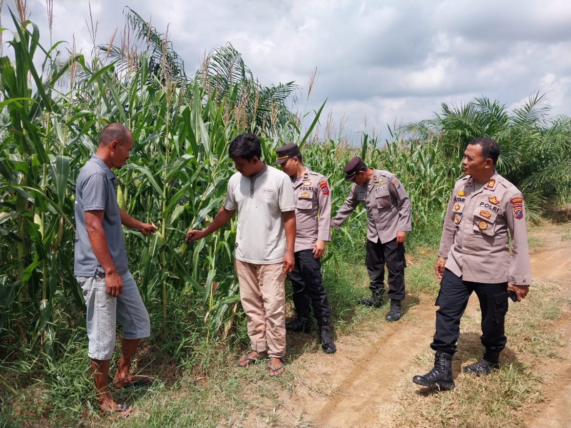 Kasat Binmas Polres Batu Bara Cek Lahan Ketahanan Pangan di Desa Laut Tador