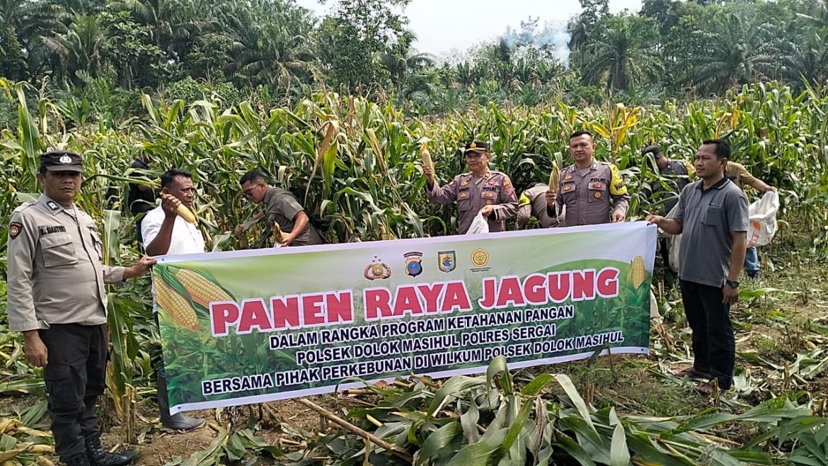 Polsek Dolok Masihul Panen Raya Jagung Ketahanan Pangan