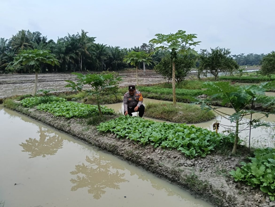 Bhabinkamtibmas Polsek Lima Puluh Pengecekan Lahan Ketahanan Pangan