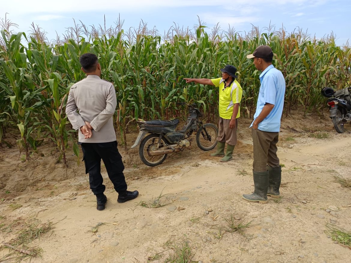 Dukung Ketahanan Pangan Polsek Firdaus Pastikan Pertumbuhan Jagung