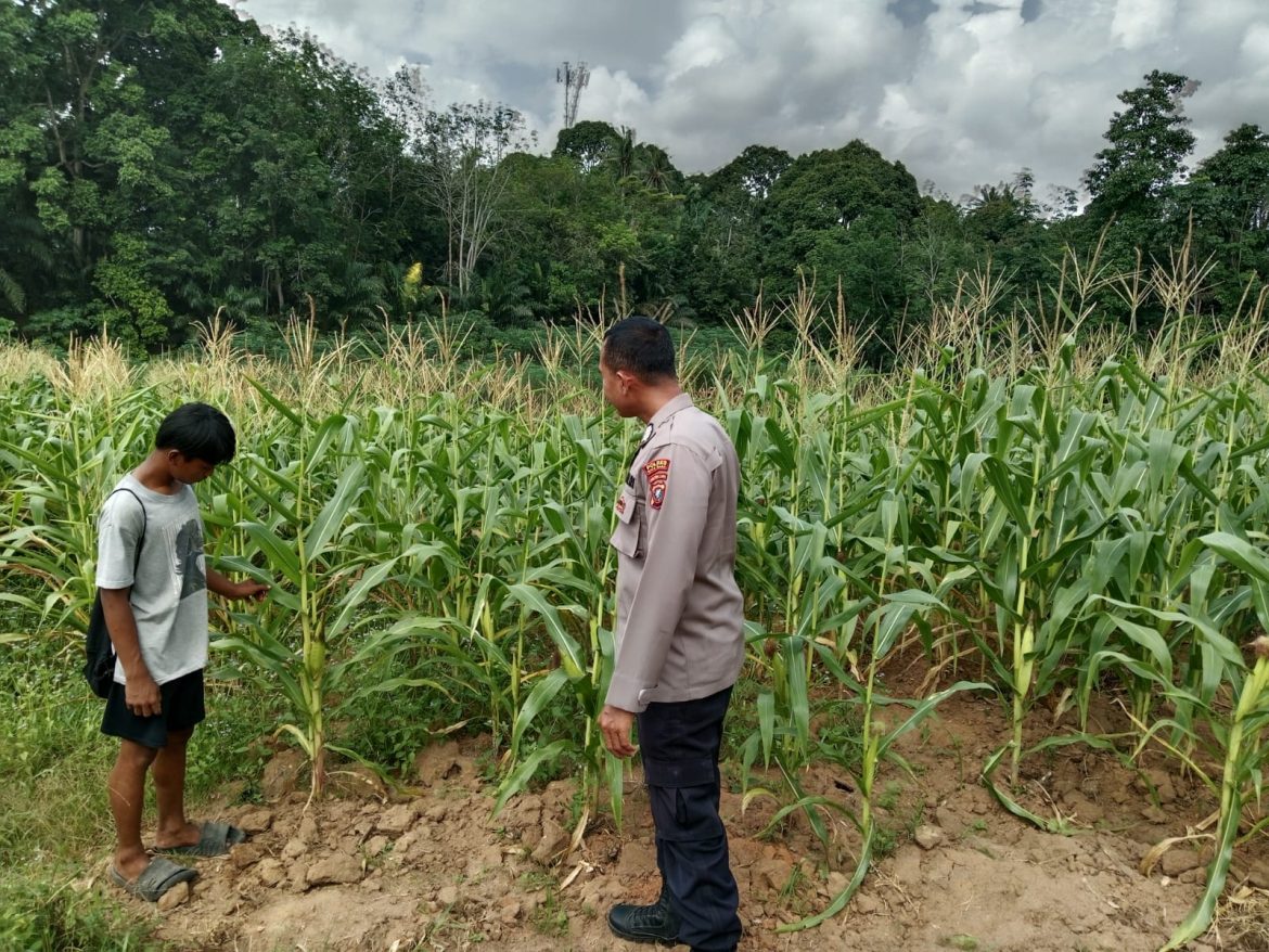 Sat Binmas Polres Batu Bara Cek Lahan Ketahanan Pangan