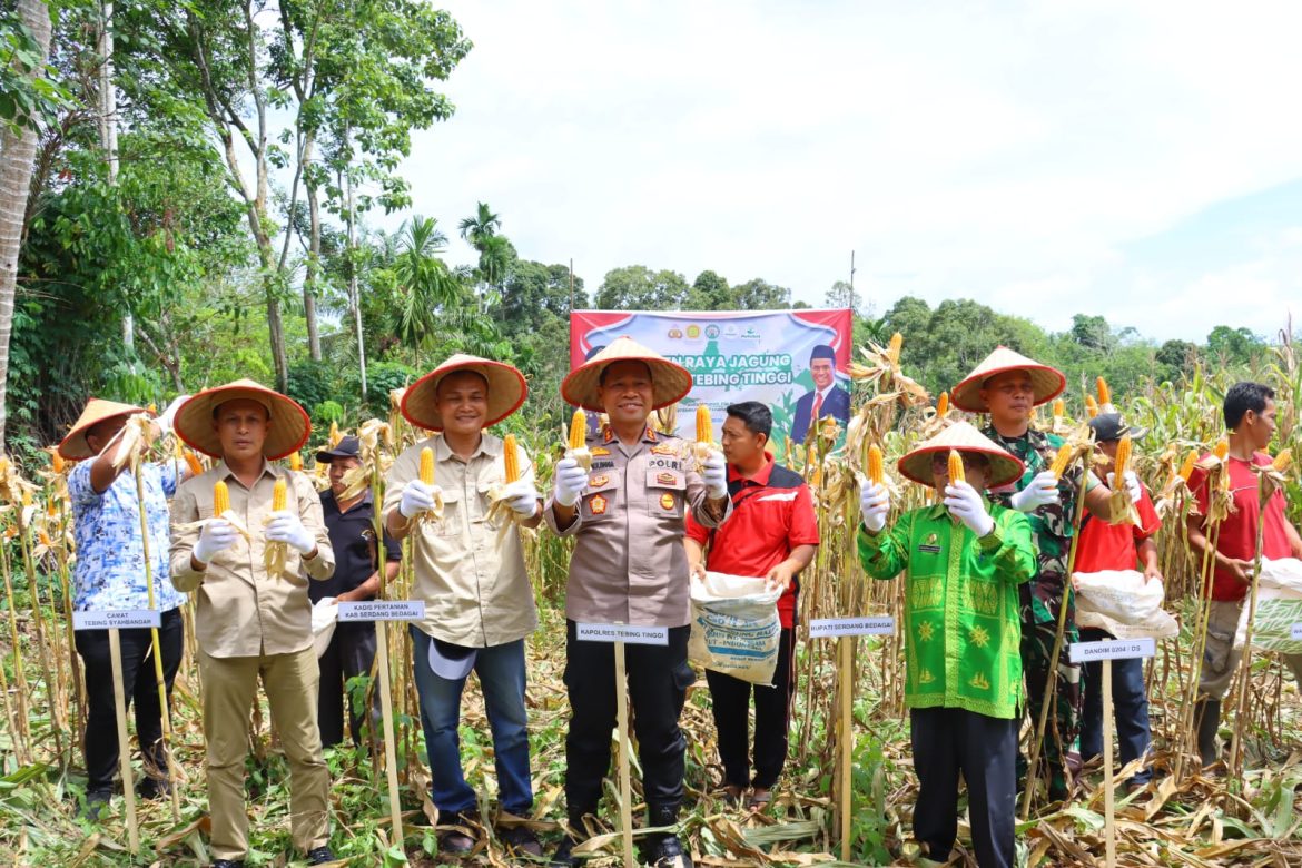 Polres Tebing Tinggi Panen Raya Jagung Ketahanan Pangan Nasional