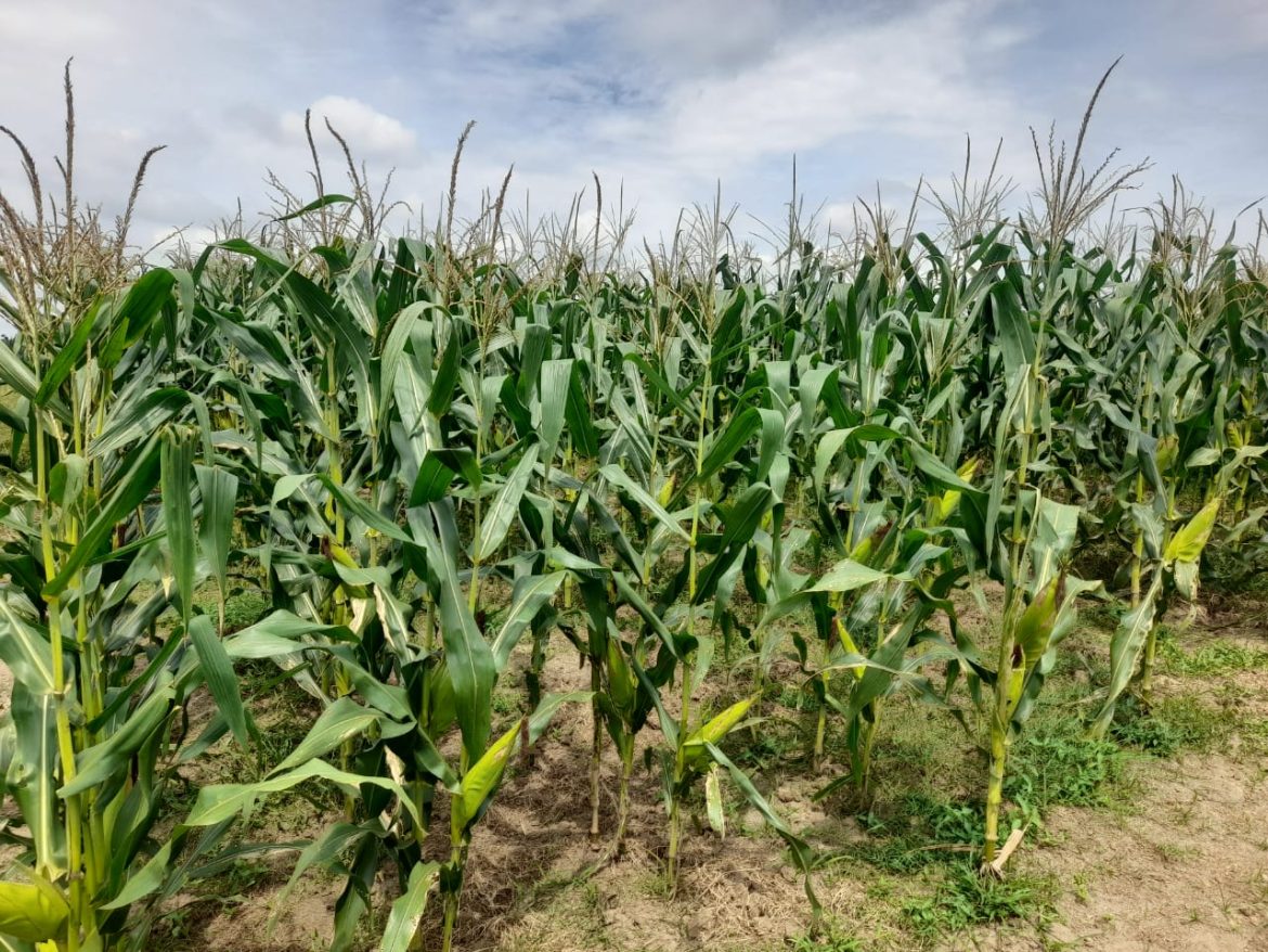 Polsek Lima Puluh Pengecekan Lahan Ketapang