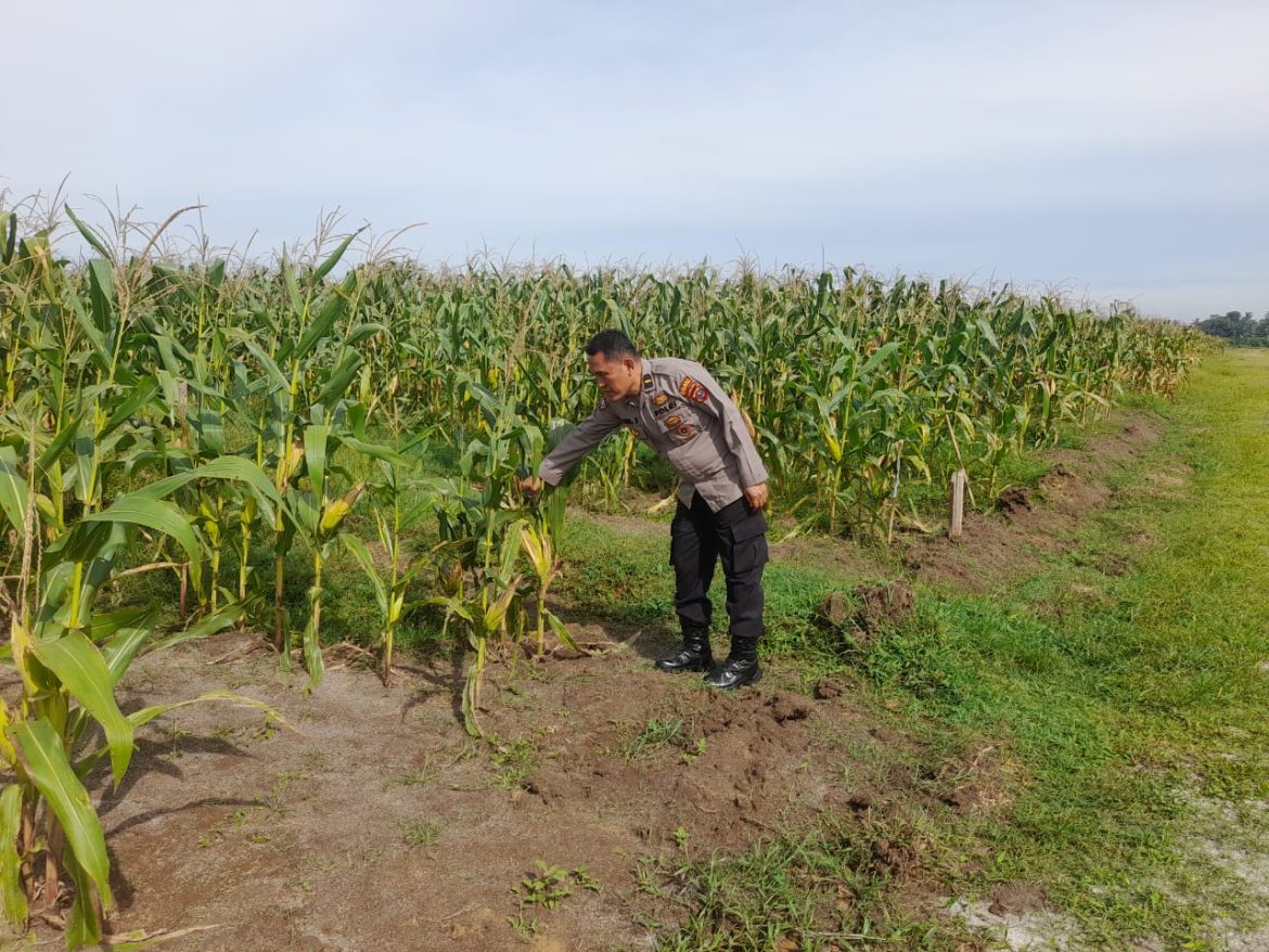 Dukung Ketapang Polsek Lima Puluh Cek Lahan Jagung