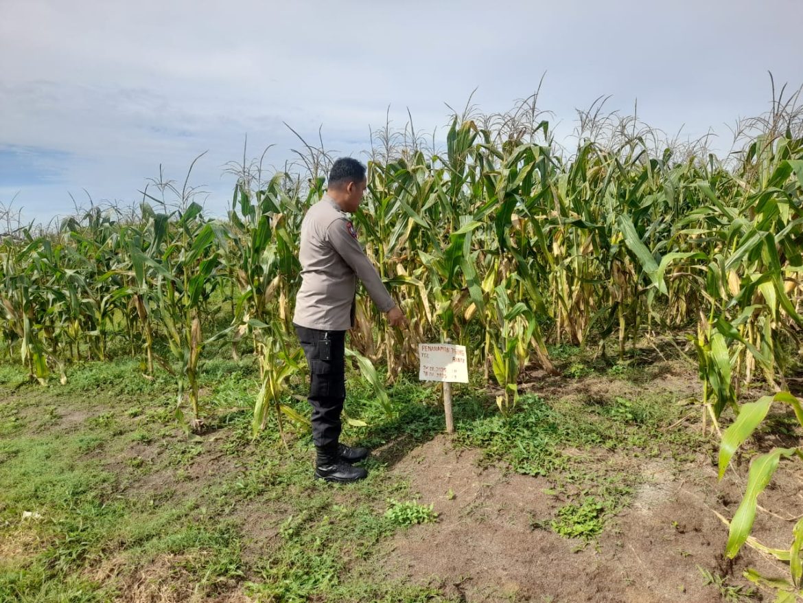 Polsek Lima Puluh Cek Lahan Jagung Ketahanan Pangan