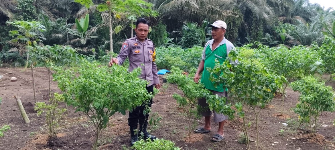 Polsek Labuhan Ruku Koordinasi Lahan Ketahanan Pangan