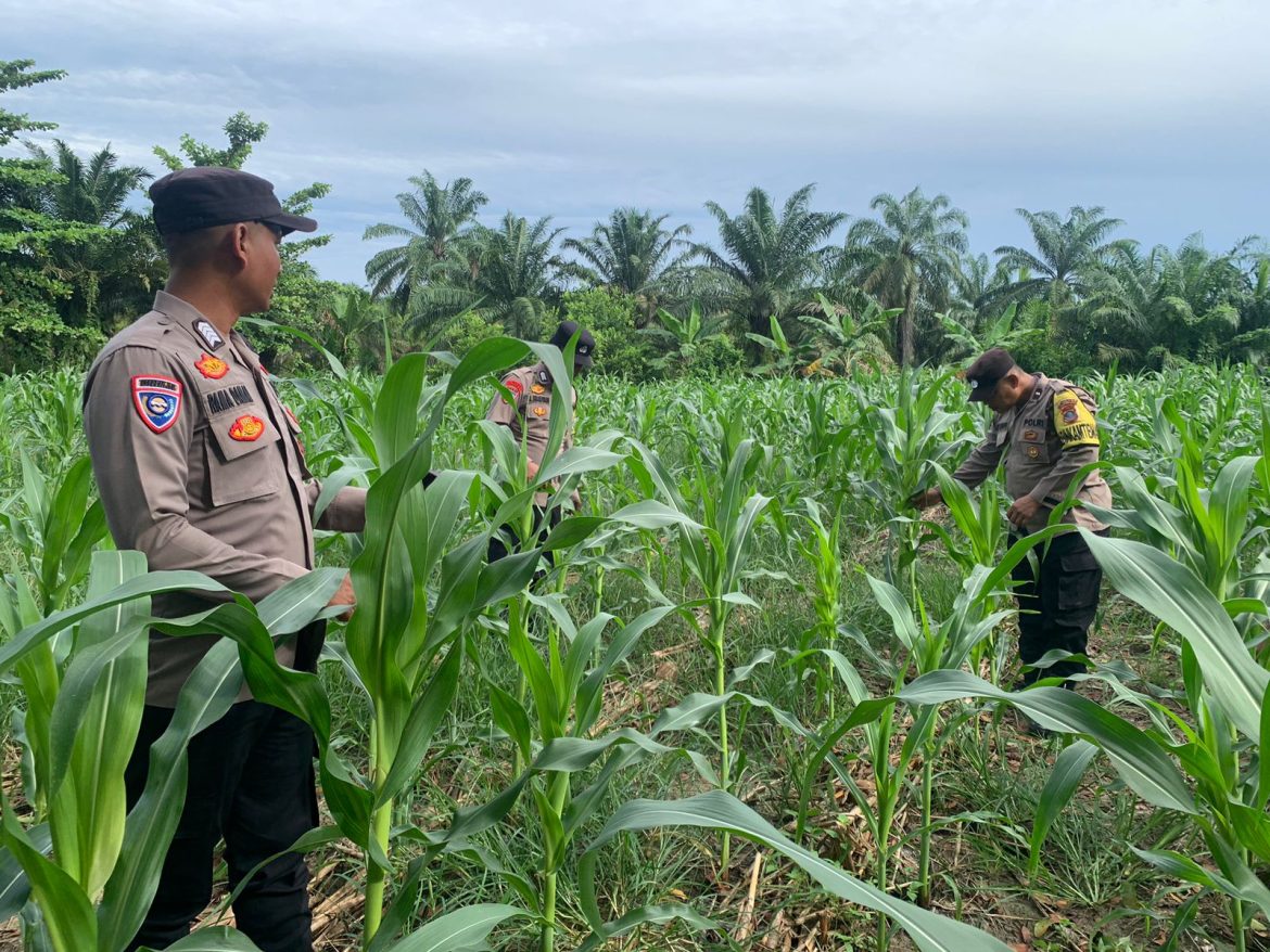 Kapolsek AKP Reynold Silalahi, S.H Cek Lahan Ketahanan Pangan di Mapolsek Indrapura
