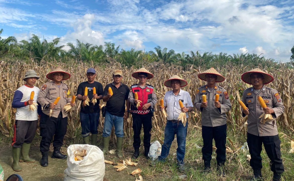 Kapolsek Indrapura AKP Reynold Silalahi, S.H Panen Raya Jagung Ketahanan Pangan